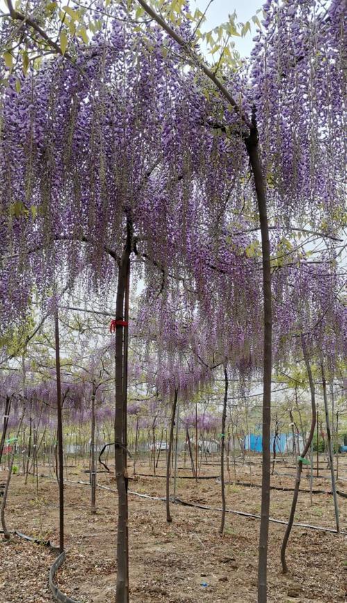 如何种植紫藤花种子？（掌握种子选购、播种、育苗等技巧，让您轻松拥有美丽紫藤花园。）