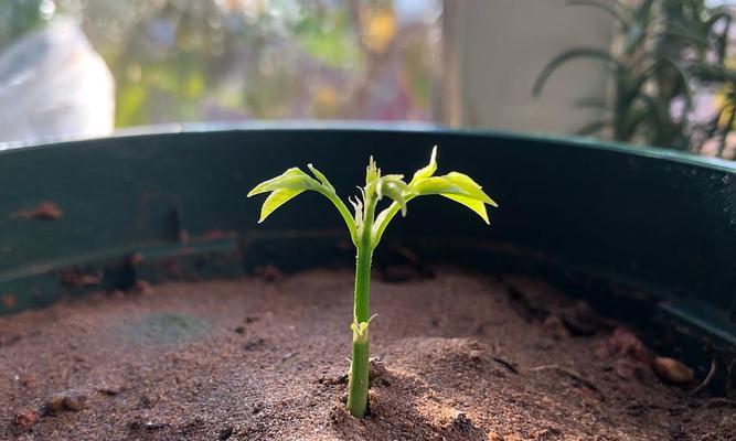 如何种植紫藤花种子？（掌握种子选购、播种、育苗等技巧，让您轻松拥有美丽紫藤花园。）