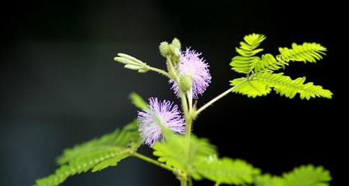 含羞草——神秘莫测的多愁善感之花（一种有趣的植物世界奇迹）