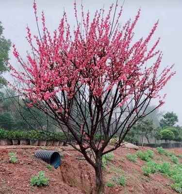 美人梅盆景养殖方法（打造美丽盆景，从美人梅开始）