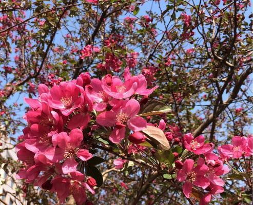 海棠花（探秘海棠花的颜色、形态、生长环境和文化传承）