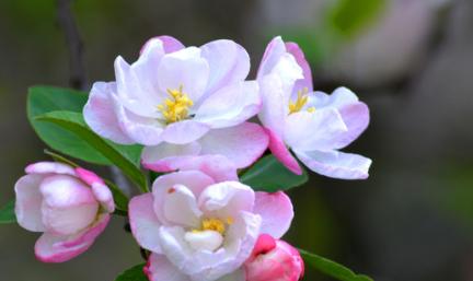 海棠花（探秘海棠花的颜色、形态、生长环境和文化传承）