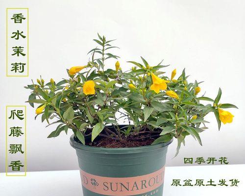 怎样养护法国香水藤茉莉？（打造芳香宜人的生活氛围，）