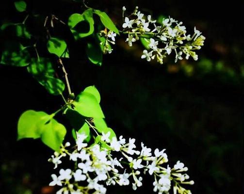 丁香花的特点与精神（赏丁香，品人生）