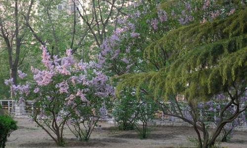 丁香花的特点与精神（赏丁香，品人生）