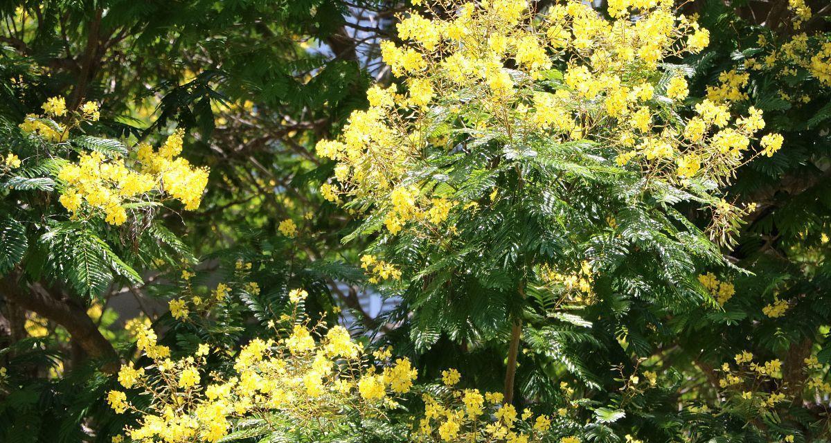 黄花决明子的开花特点与生长环境分析（探究黄花决明子的开花时间、颜色及其生态角色）