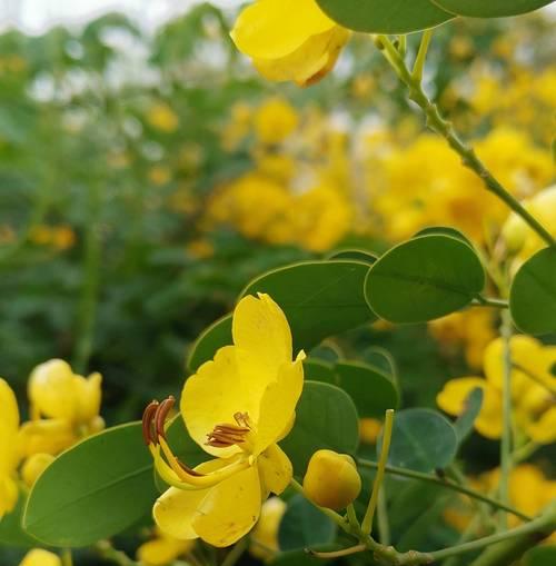 黄花决明子的开花特点与生长环境分析（探究黄花决明子的开花时间、颜色及其生态角色）