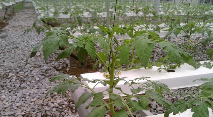 西红柿的栽培种植技术（从选地到施肥，全面掌握西红柿种植技巧）