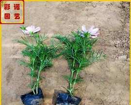 波斯菊种植指南（从选种到收获，学会正确种植波斯菊的技巧）