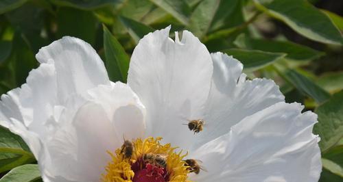 清明时节开花，春色正浓（以花为媒，品味生命的美好）