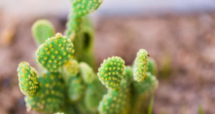 仙人掌种植技巧（如何种植仙人掌）