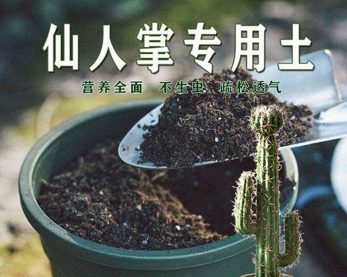 仙人掌种植技巧（如何种植仙人掌）