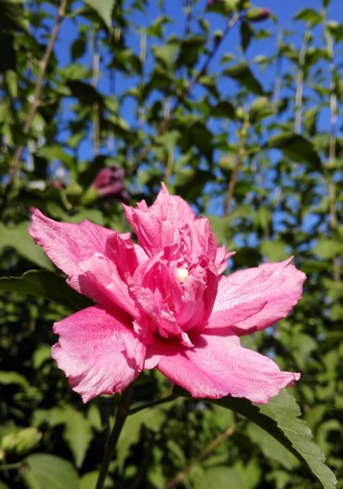 四季花的品种及特点（探究春夏秋冬四季花盛开的奥秘）