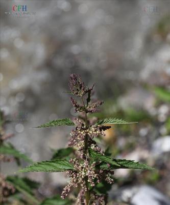 荨麻属与其所属科的介绍（了解荨麻属，探寻植物王国的奥秘）