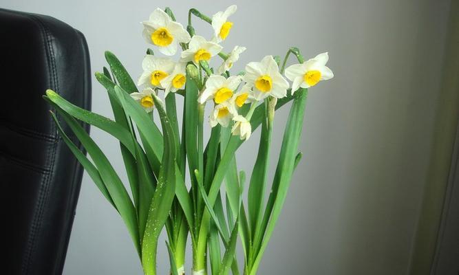 水仙花水养之道（轻松掌握水仙花的养殖技巧，让其在水中茁壮成长）