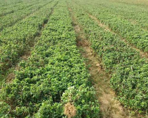 金银花的种植与护理（从选址到收获，打造健康生态园）