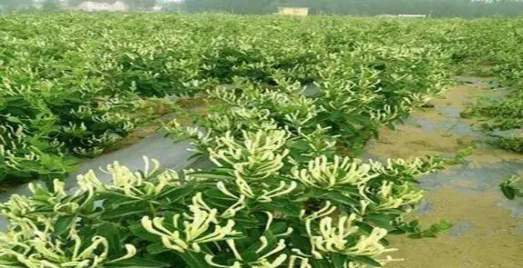 金银花的种植与护理（从选址到收获，打造健康生态园）