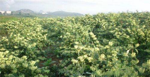 金银花的种植与护理（从选址到收获，打造健康生态园）