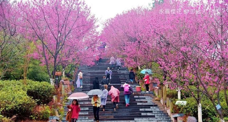 樱花开放时间预测与欣赏攻略（迎接春天，赏樱正当时）