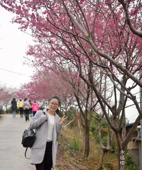 樱花开放时间预测与欣赏攻略（迎接春天，赏樱正当时）