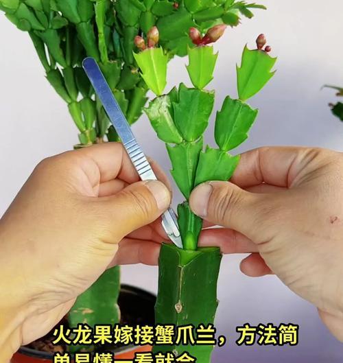 如何成功种植火龙果盆栽（从选种到养护，火龙果盆栽的种植技巧）