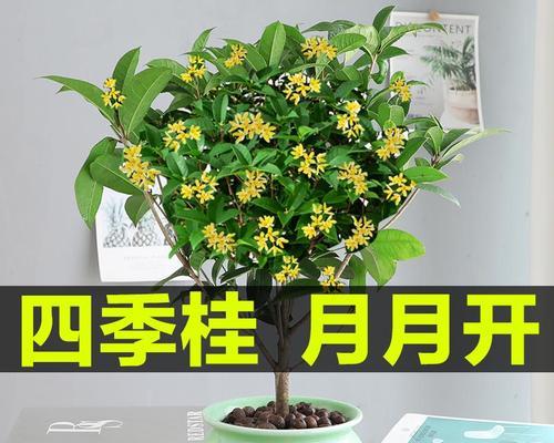 四季桂花的养殖技巧（打造芬芳满溢的四季桂花园林）