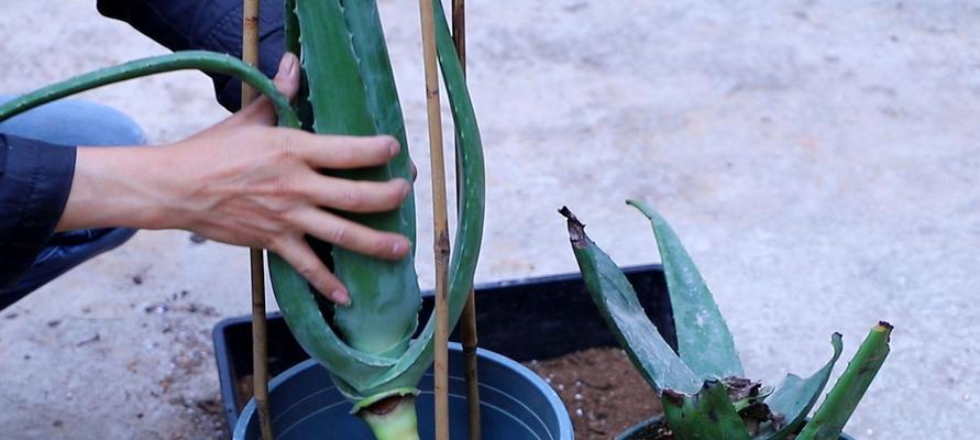 芦荟水培的方法与技巧（植物养护中的新趋势）