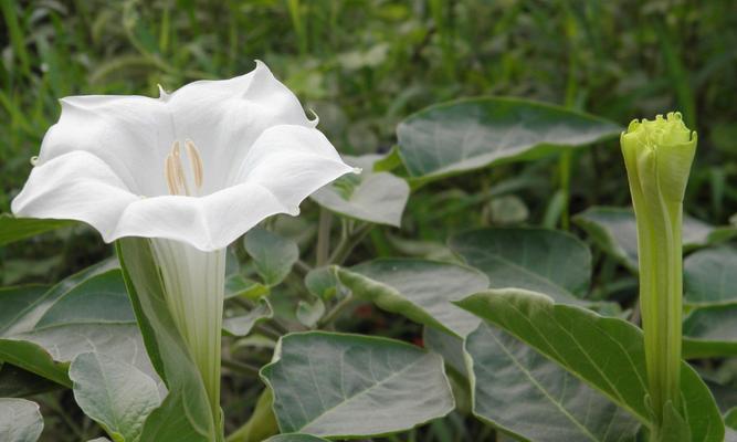 白色曼陀罗的花语与传说（透过花语探寻曼陀罗的神秘）