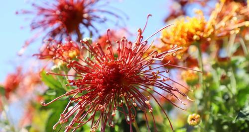 菊花的寓意（探究菊花在文化与艺术中的象征意义）