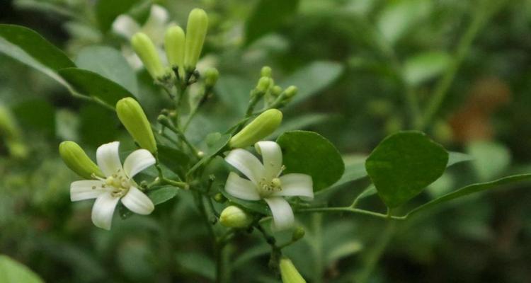 九里香花语（探寻九里香花的深层含义）