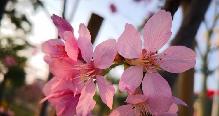 樱花的花语及寓意（送给TA，传递真挚情感）