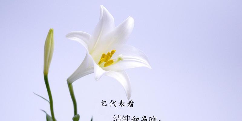 香水百合的花语和寓意（揭示百合花背后的含义，蕴含着什么奥秘？）