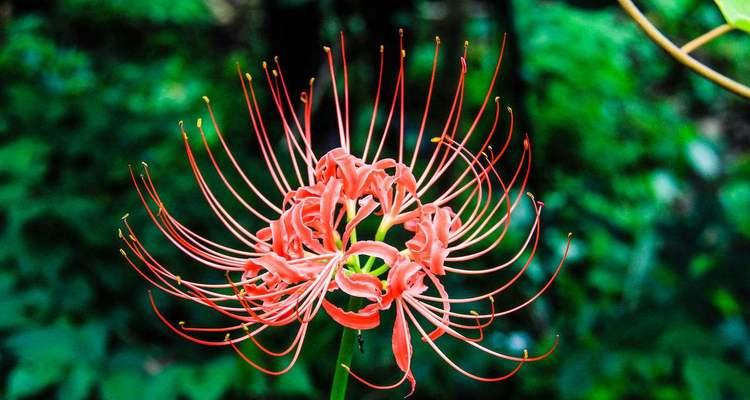 探究彼岸花的寓意与象征（美丽与希望的化身——彼岸花的代表意义）