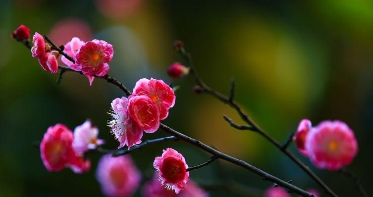 梅花花语传递的深刻意义（探究梅花的象征和文化内涵）