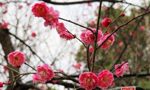 梅花花语传递的深刻意义（探究梅花的象征和文化内涵）