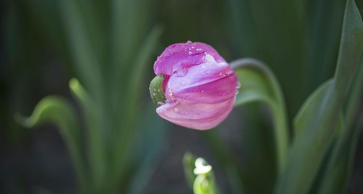 黑色郁金香，忧郁的美丽（黑色郁金香的花语与意义）