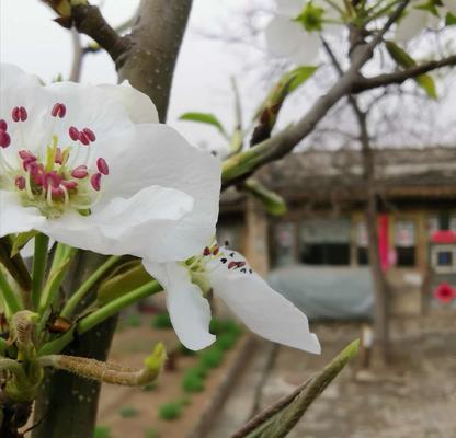 梨花的花语与象征意义（探究梨花的美丽与内涵）