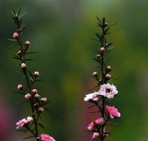 松红梅的花语（神秘的植物、热爱的花儿、浪漫的象征）