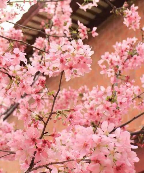 春天之美——樱花的花语与特点（探秘冬樱花、重瓣樱花和樱花草的魅力）