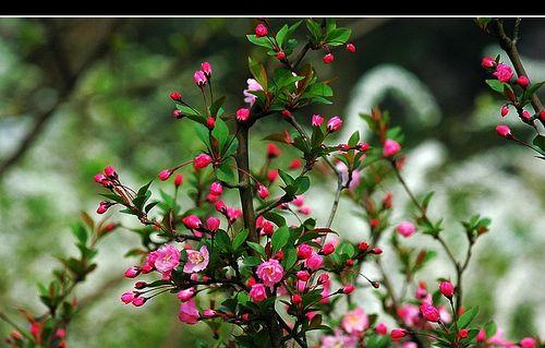 春天之美——樱花的花语与特点（探秘冬樱花、重瓣樱花和樱花草的魅力）