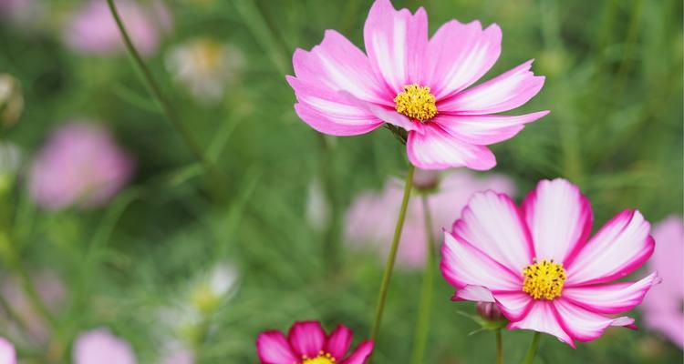 格桑花花语——唤醒内心的坚强与美丽（探寻格桑花的文化内涵与生命力）