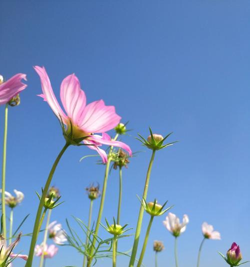 格桑花花语——唤醒内心的坚强与美丽（探寻格桑花的文化内涵与生命力）