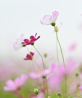 格桑花花语——唤醒内心的坚强与美丽（探寻格桑花的文化内涵与生命力）