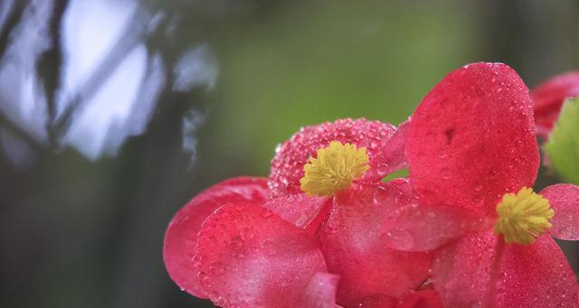 秋海棠花语的含义及传说（揭开秋海棠的神秘面纱，探寻其千年传说）