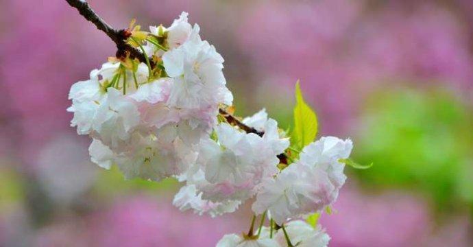 樱花草的花语——美丽与祝福（向春天致敬，传递欢乐与希望）