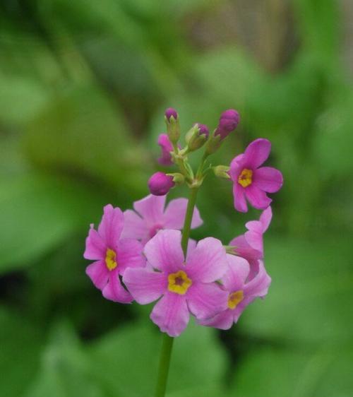 樱花草的花语——美丽与祝福（向春天致敬，传递欢乐与希望）