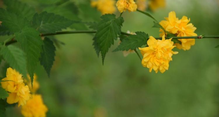 重瓣棣棠花花语的深刻寓意（探秘重瓣棣棠花的八大花语）