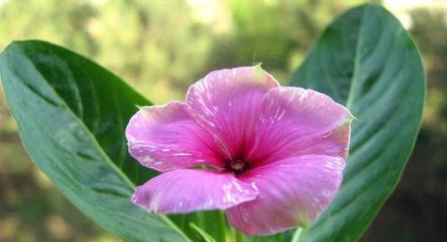 长春花的花语（传递情感，展示美丽）