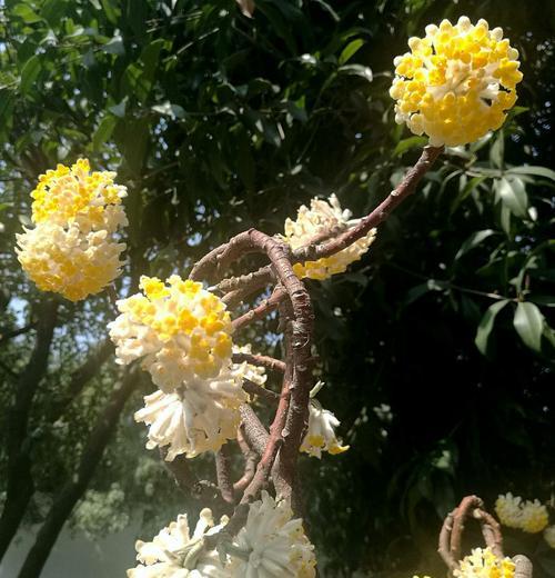 结香花的花语（探究结香花所代表的含义及象征意义）