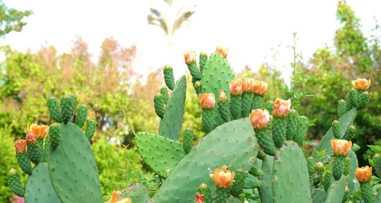 解析仙人掌的花语（探寻仙人掌的含义与象征）